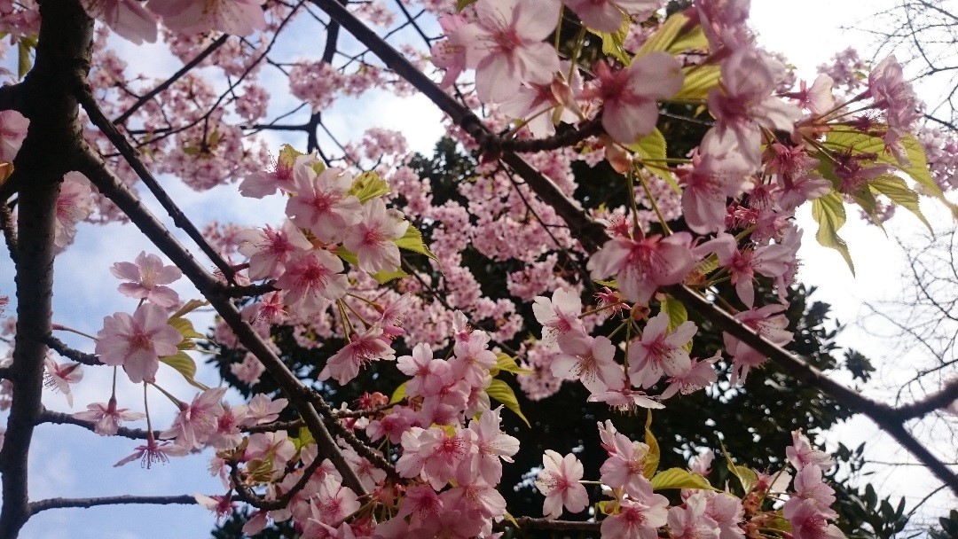 Cherry blossom