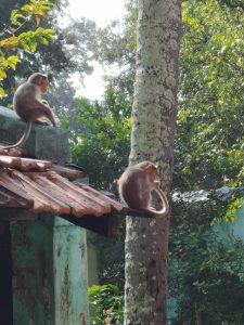 Monkeys at the SKF site in Bangalore, India.